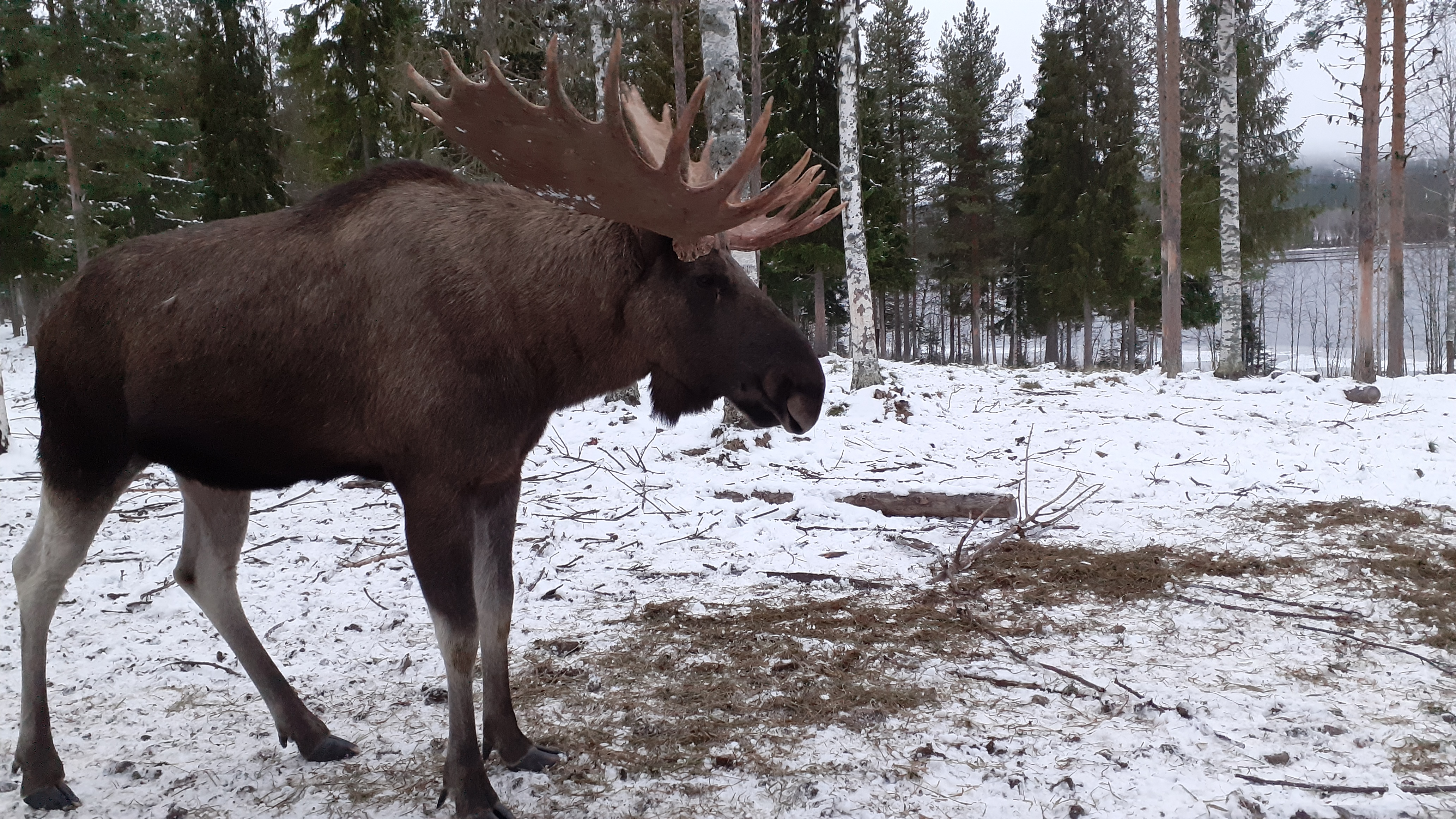 Elk (Älg)The national animal of Sweden